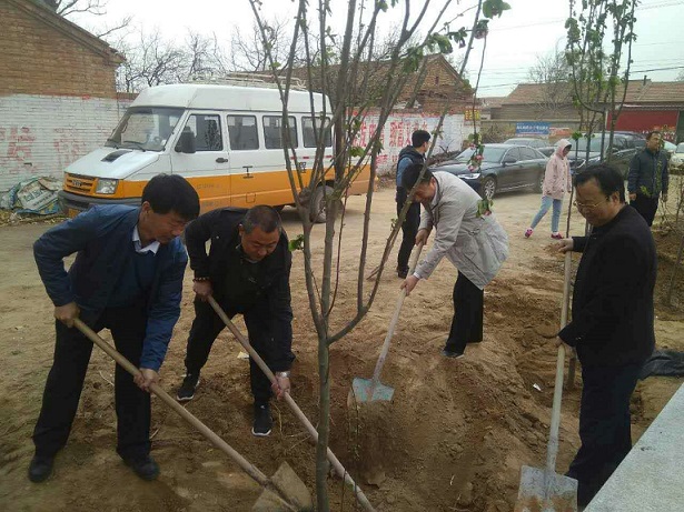 民盟沧州市委捐赠绿化树苗 助推美丽乡村建设(图2)